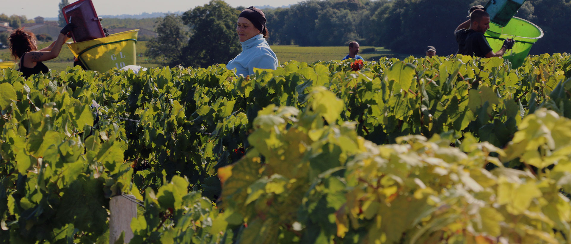 上海助騰網(wǎng)站設(shè)計(jì)制作開發(fā)公司推薦案例-卡貝丹紅酒-1